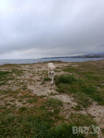 Продавам женски Голдън ретривър на 9 месеца., снимка 3 - Голдън ретривър - 53944965