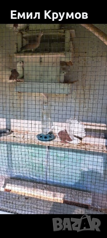 Продавам гълъби, снимка 5 - Гълъби - 51321719