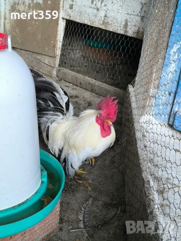 петел Шабо декоративни , снимка 3 - Кокошки и пуйки - 48935777