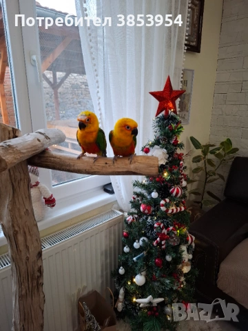 Аратинга - Яндая - бебета , снимка 9 - Папагали - 54079961