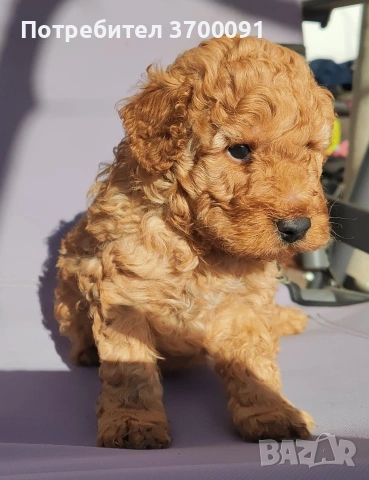 пудел / мини пуделче 