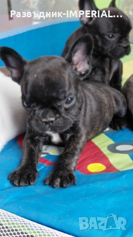 френски булдог-булдочета, снимка 10 - Френски булдог - 54092555