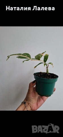 Драцена, dracena milky way, снимка 3 - Стайни растения - 53885181