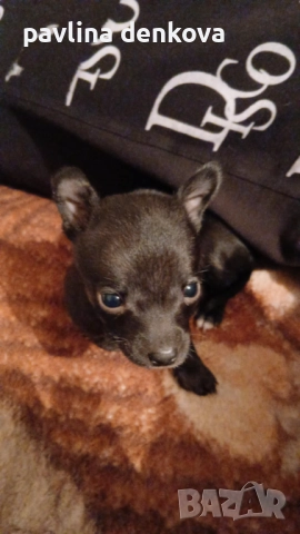 Чихопинчер който търси своя нов дом.., снимка 3 - Пинчер - 52857443