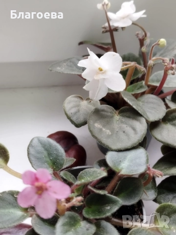 Стайна теменужка - комплект 5 бр, снимка 3 - Стайни растения - 52145985