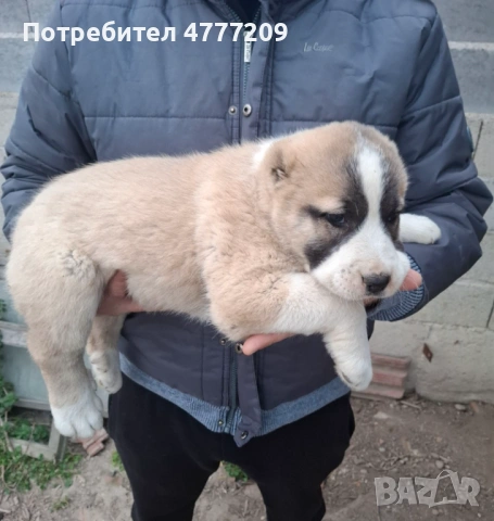 САО-АЛАБАЙ , снимка 2 - Други - 53970670