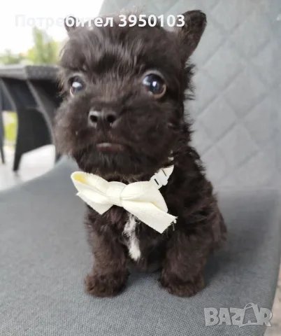Floodle Frenchie момченце , снимка 4 - Френски булдог - 56473272