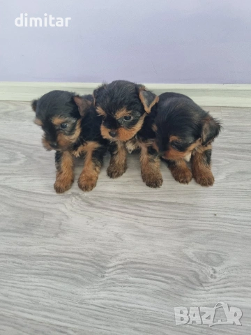 Йоркшир териер , снимка 6 - Йоркширски териер - 53053770