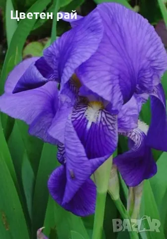 Ризоми на ириси, снимка 7 - Градински цветя и растения - 48481657