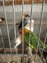 Продавам папагали неразделки , снимка 4