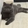 британец за разплод , снимка 2