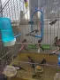 Продавам японски амадини, снимка 3