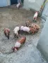 Свободни малки прасенца , снимка 6