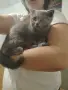 Британска котка, снимка 1