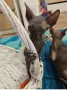 коте сфинкс канадски, снимка 2
