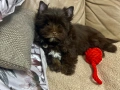 Мини йоркширски териер -шоколадово!!, снимка 4