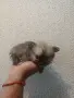 померан мини шпиц мъжко, снимка 9