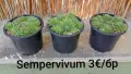 Семпервивум - дебелец два сорта , снимка 7