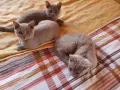 Британски късокосмести котета,  обезпаразитени с хигиенни навици , снимка 11