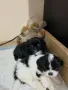 Кученца пекинези, снимка 7