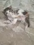 КОТЕ бебе,женско, снимка 4