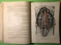 Стара Книга Анатомия ма Човека /Rauber Kopsch, снимка 8