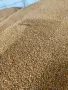 царевица за фураж 🌽, снимка 3