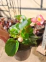 Градинска бегония , снимка 10