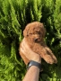 Мини Пудели Момчета и Момичета / Mini Poodle Boys and Girls, снимка 4