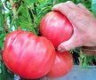 Био семе, расат на един от най-вкусните салатни сортове домати със супер