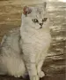 Srebarna cincila , снимка 2