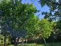 Двуетажна къща с овощна градина, снимка 14