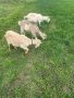 Продавам кози, снимка 2