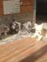 Френски булдог - вижуал Флъфи, снимка 6