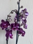 Орхидея, снимка 2