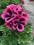 Pelargonium regale Pink (Кралско мушкато розово), снимка 2