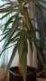 Палма Юка, снимка 2