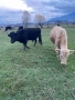 Телета и бикове, снимка 4