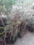 Маслинови дръвчета, маслини., снимка 1 - Градински цветя и растения - 42754872