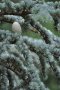 Атласки кедър (Cedrus atlantica), снимка 1 - Градински цветя и растения - 44237629