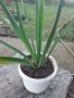 Промоция /Юка градинска, снимка 2