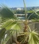 Продавам палма Вашингтон - 7 годишна - 160 см, снимка 2