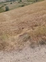  Земеделска земя, 4 дка, категория 8 , снимка 2