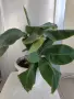 Банан е стаен.., снимка 3