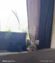 мини принцеса йорки , снимка 1