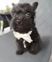 Floodle Frenchie момченце , снимка 4