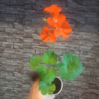Оранжево мушкато., снимка 1 - Стайни растения - 44750862