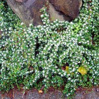 Котонеастър (Дамери), снимка 5 - Градински цветя и растения - 38437190
