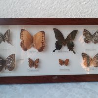  Пано с истински пеперуди в рамка 47х23 см, снимка 1 - Пана - 34871203