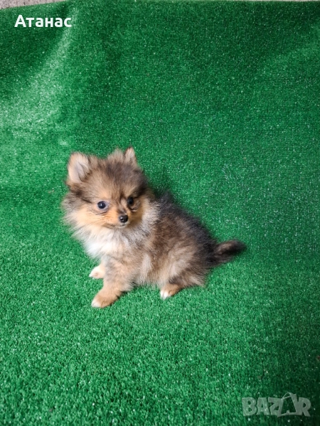 Померан, снимка 1